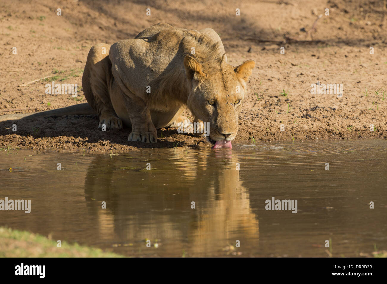 Giovane maschio Lion (Panthera leo) bere Foto Stock