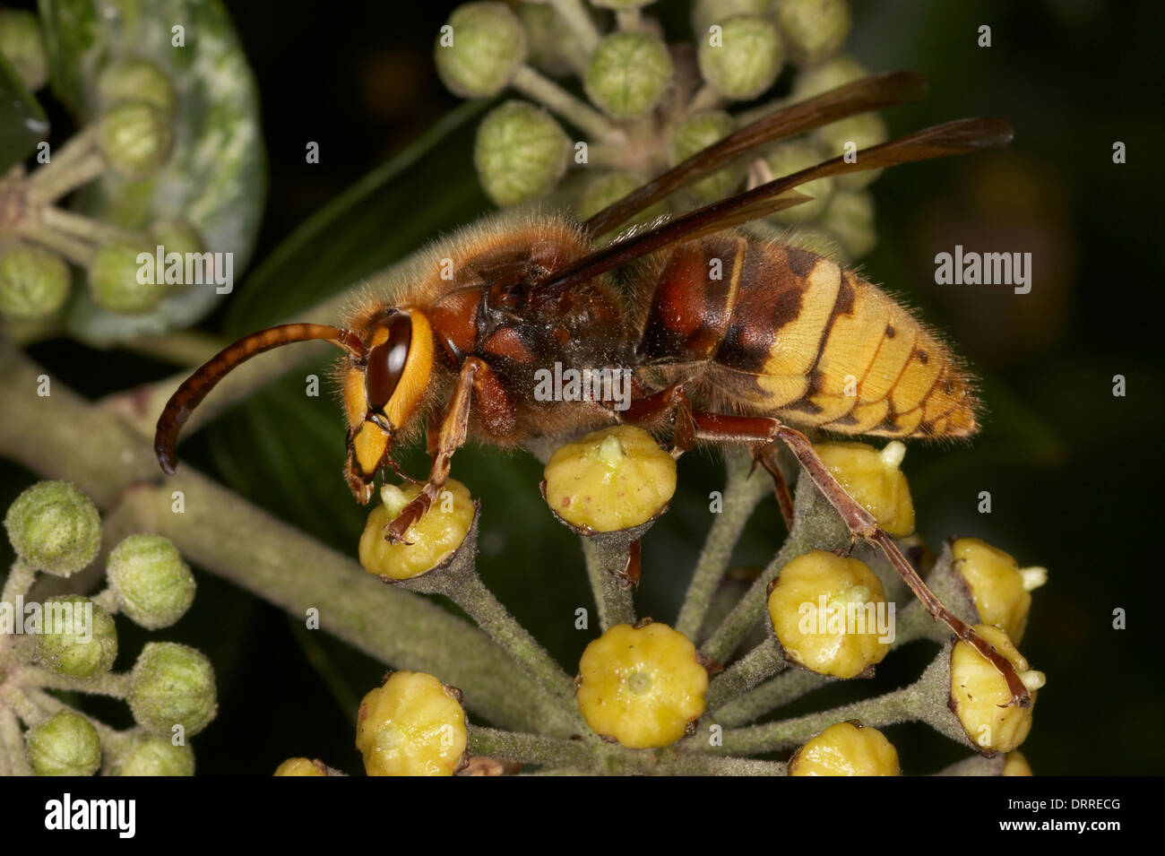 Hornet, Vespa crabro, alimentando su ivy Foto Stock