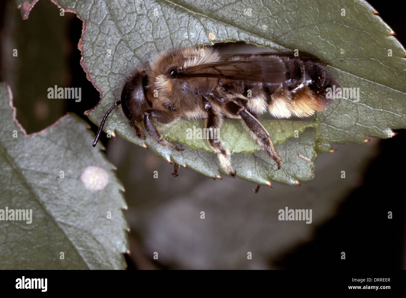 Foglia-Cutter Bee, Megachile centuncularis, il taglio di un segmento della balestra Foto Stock