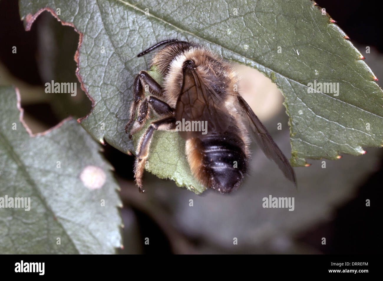 Foglia-Cutter Bee, Megachile centuncularis, il taglio di un segmento della balestra Foto Stock