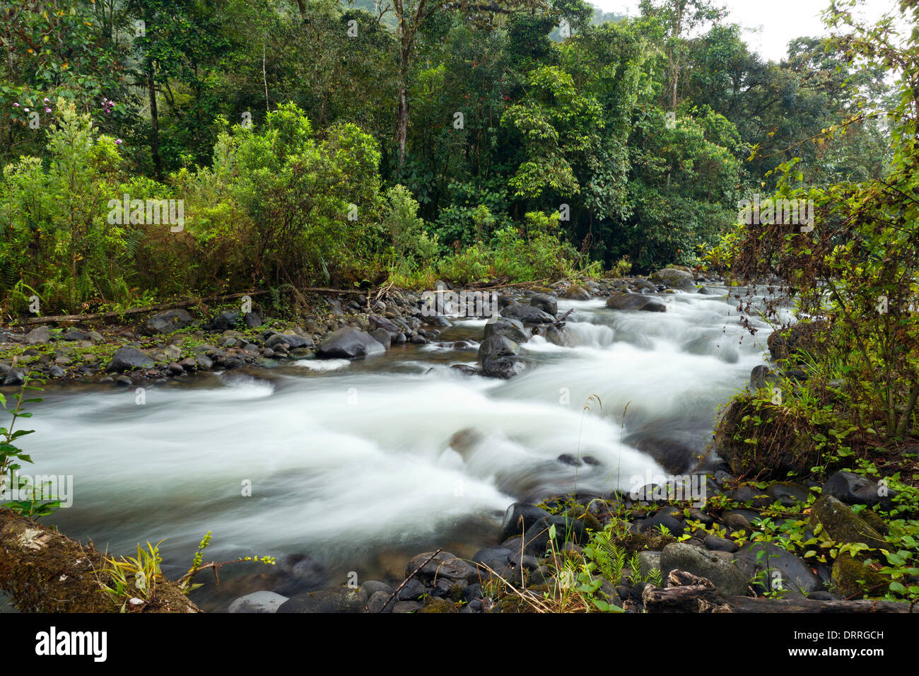 Rio Mindo, western Ecuador, il fiume che attraversa cloudforest a 1400m di altitudine. Foto Stock