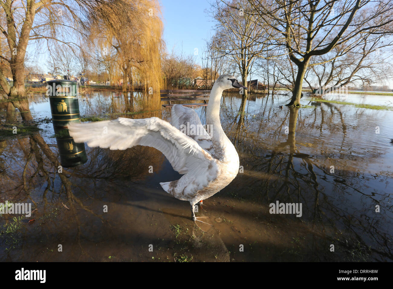 Inondazioni in St Ives Cambridgeshire dopo il Fiume Great Ouse scoppiare le sue rive. Foto Stock