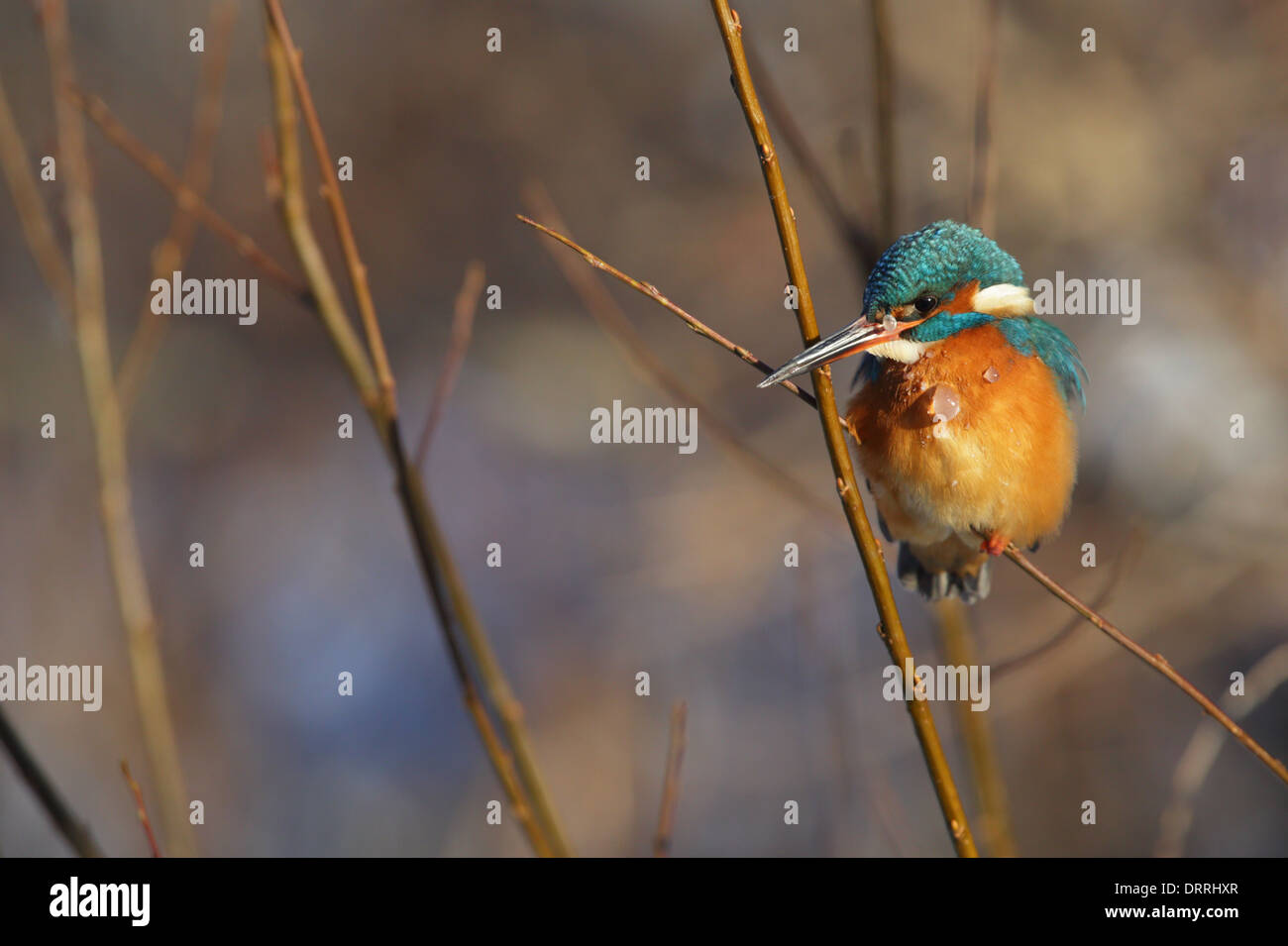 Svernamento Kingfisher (Alcedo atthis) coperta con piccoli pezzi di ghiaccio, a causa della cottura a vapore e acqua gelata (-24*C). Foto Stock