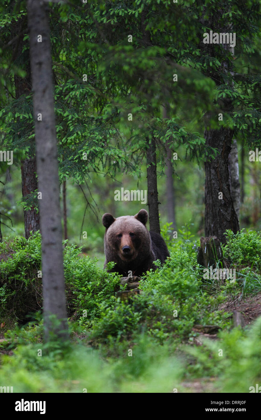 L'orso bruno (Ursus arctos) nella foresta. L'Europa, Estonia Foto Stock