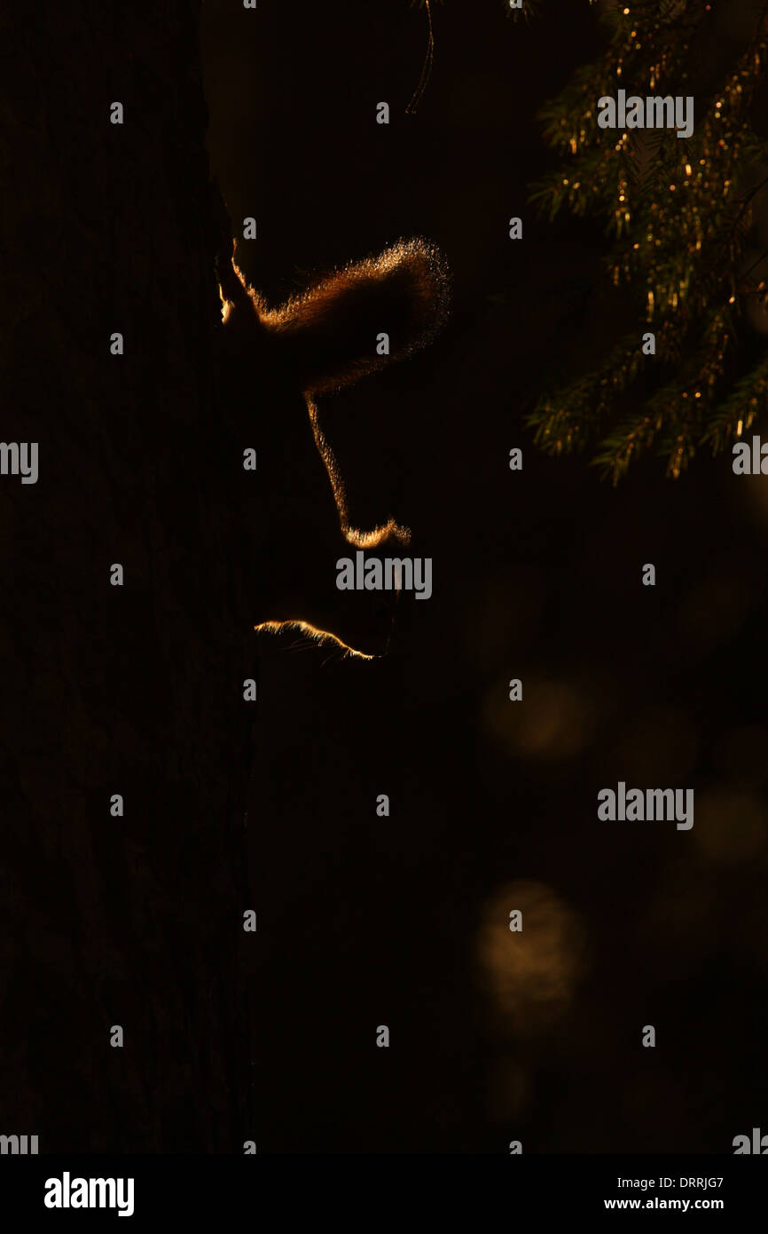 Rosso brillante scoiattolo (Sciurus vulgaris) in contra la luce. Europa Foto Stock