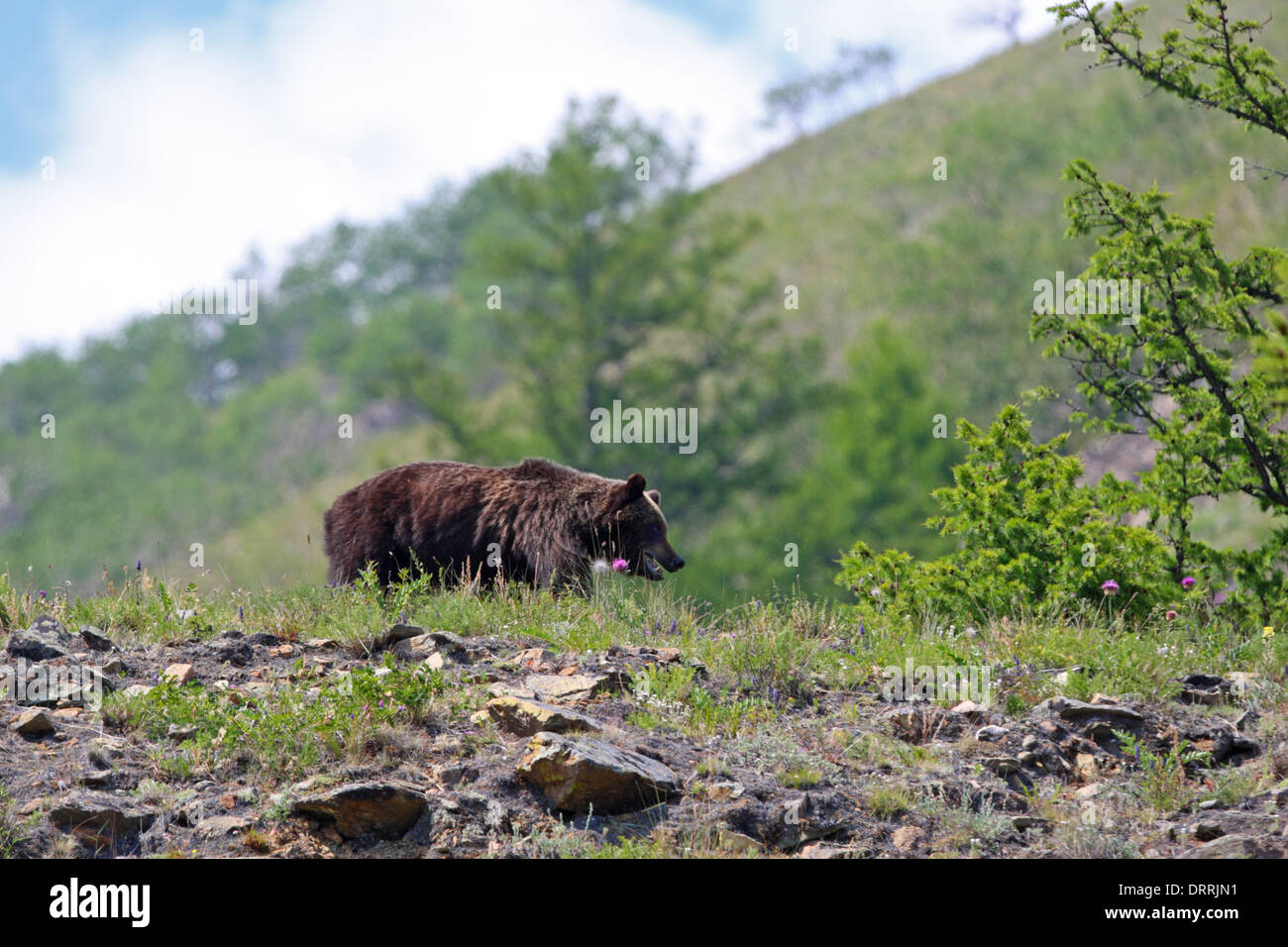 L'orso bruno (Ursus arctos) salendo su per la montagna, lago Baikal, Siberia, Russia Foto Stock