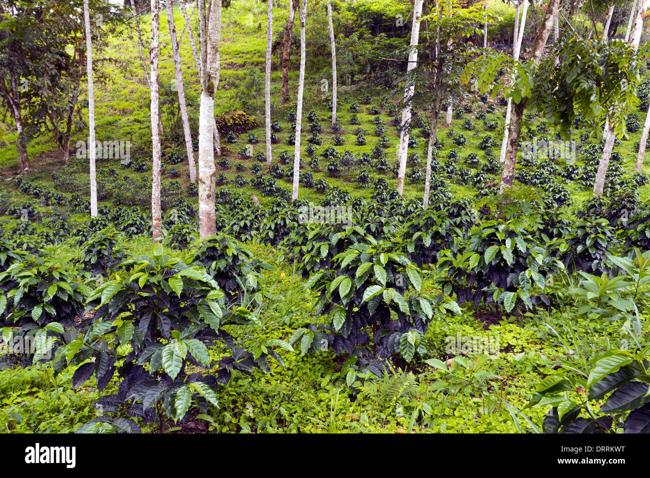Bussole di caffè in una tonalità-cresciuto organico piantagione di caffè sul versante occidentale delle Ande in Ecuador Foto Stock