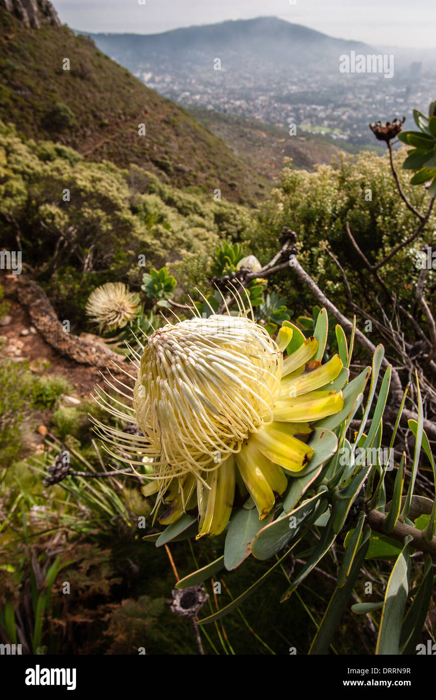 Giallo Proteus floricoltura nell'Platteklip Gorge sui pendii della Montagna della Tavola al di sopra di Città del Capo in Sud Africa Foto Stock