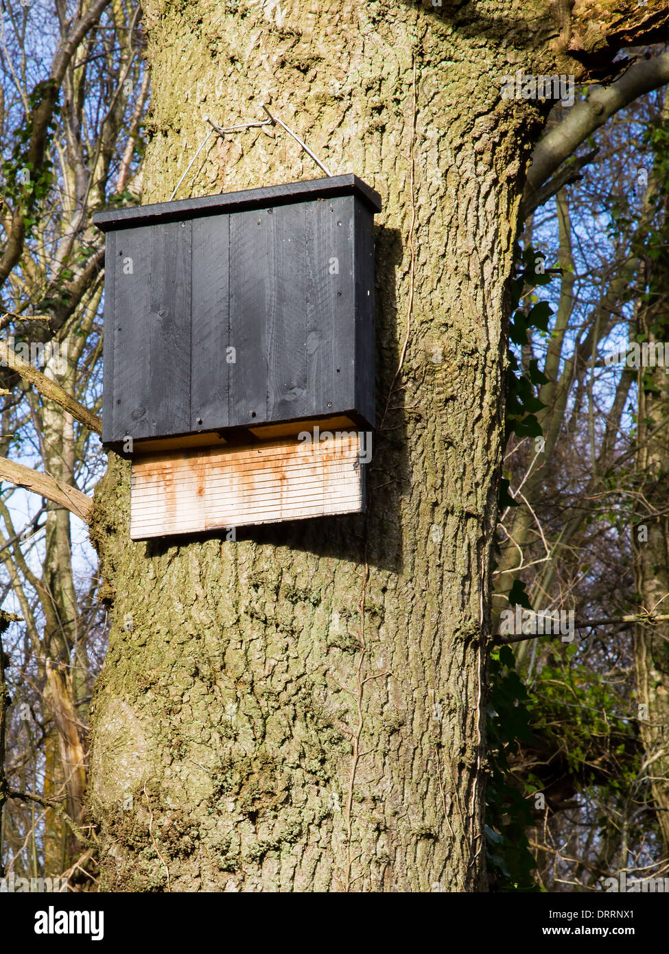 Grande comunale bat box con generosa piastra di atterraggio impostato alto tronco di quercia in un legno di Somerset Foto Stock