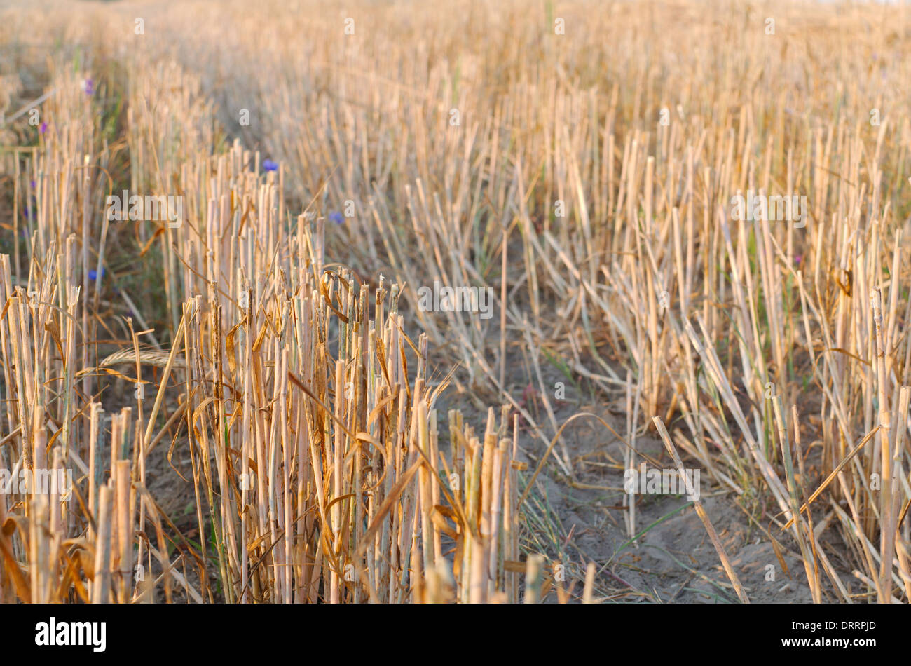 Stoppie di grano vicino sul campo dopo il raccolto Foto Stock