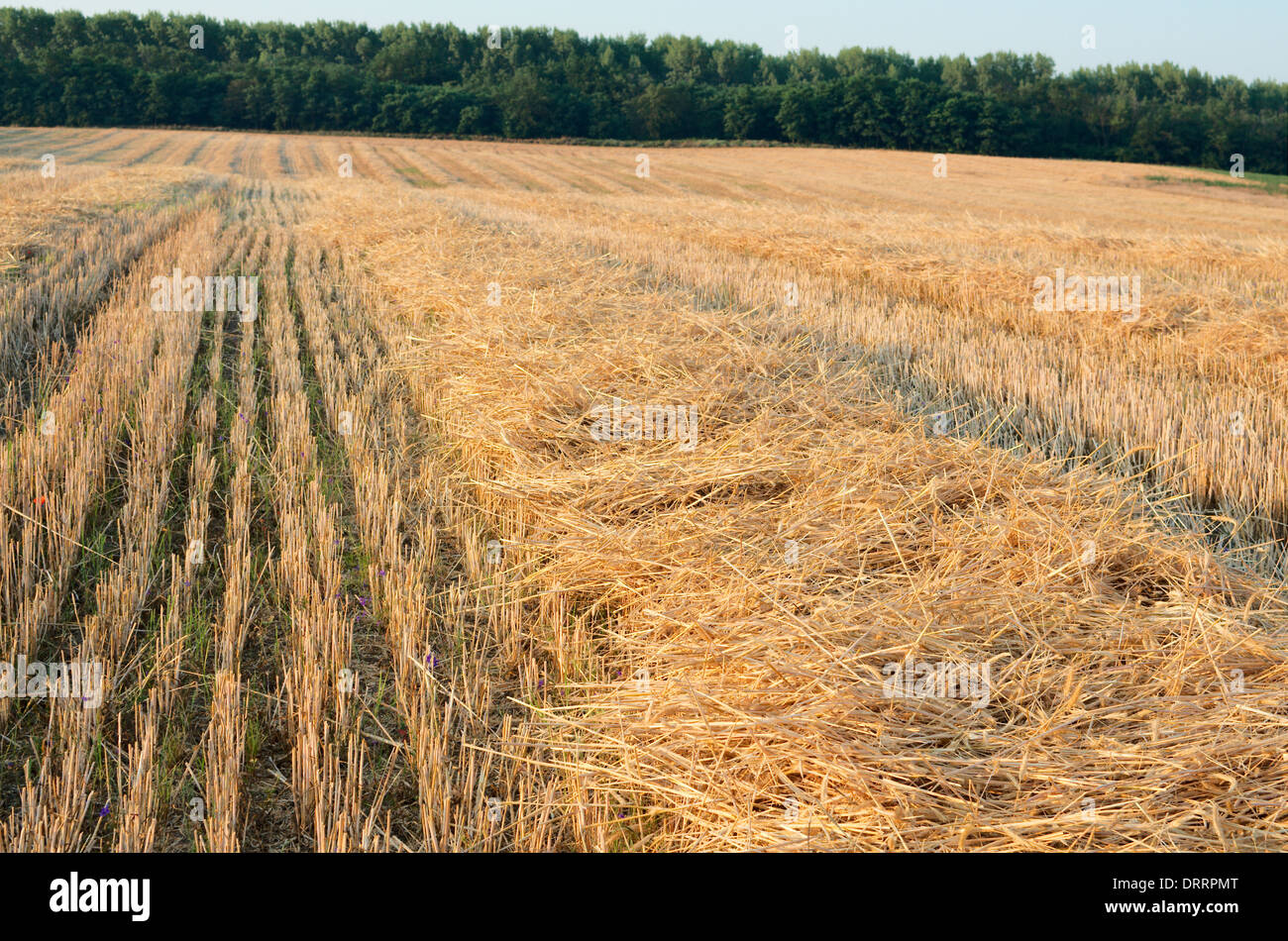 Stoppie di grano paesaggio con la foresta di mattina Foto Stock