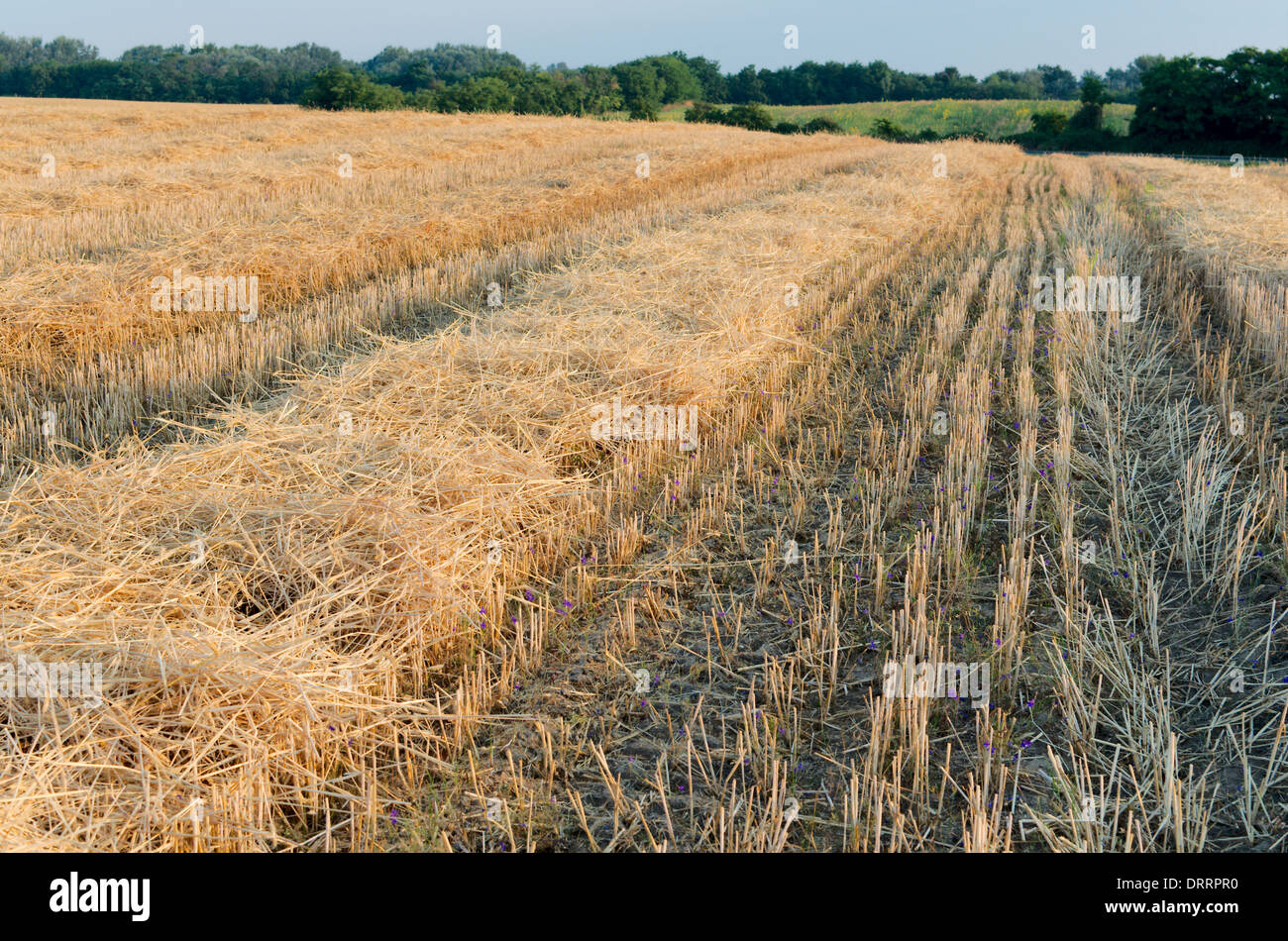 Stoppie di grano paesaggio con campo di girasole al mattino Foto Stock