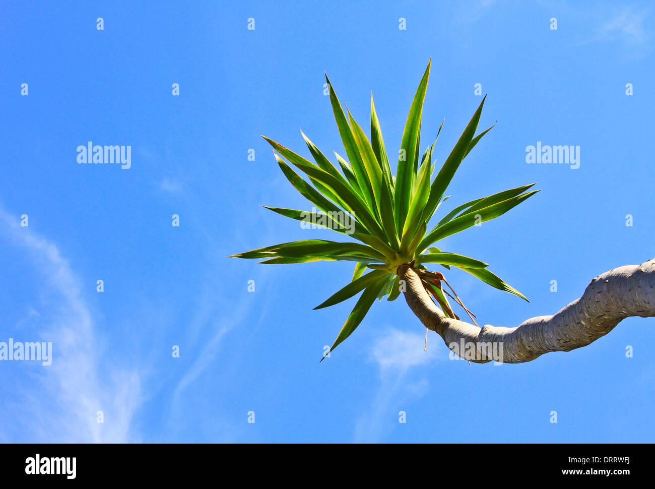 Dracaena tree, bue sky sfondo naturale Foto Stock