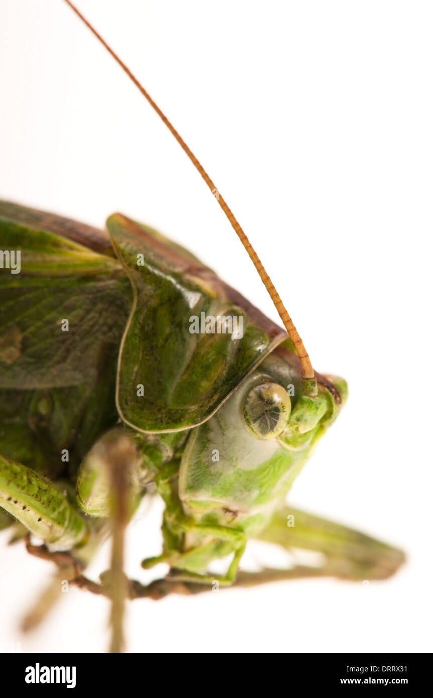 Grasshopper di sfondo bianco Foto Stock