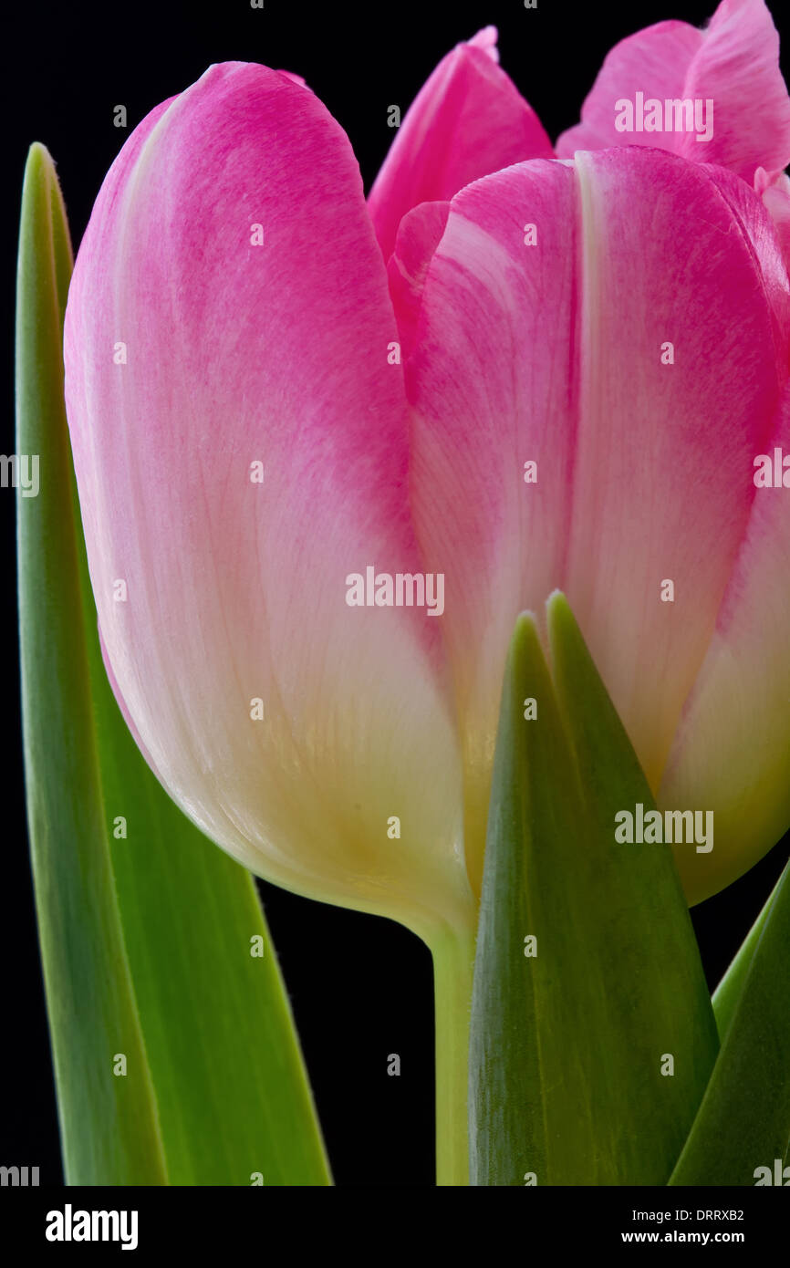 Un close-up vista macro di un rosa tulip (Tulipa suaveolens) fiore set contro uno sfondo nero. Foto Stock