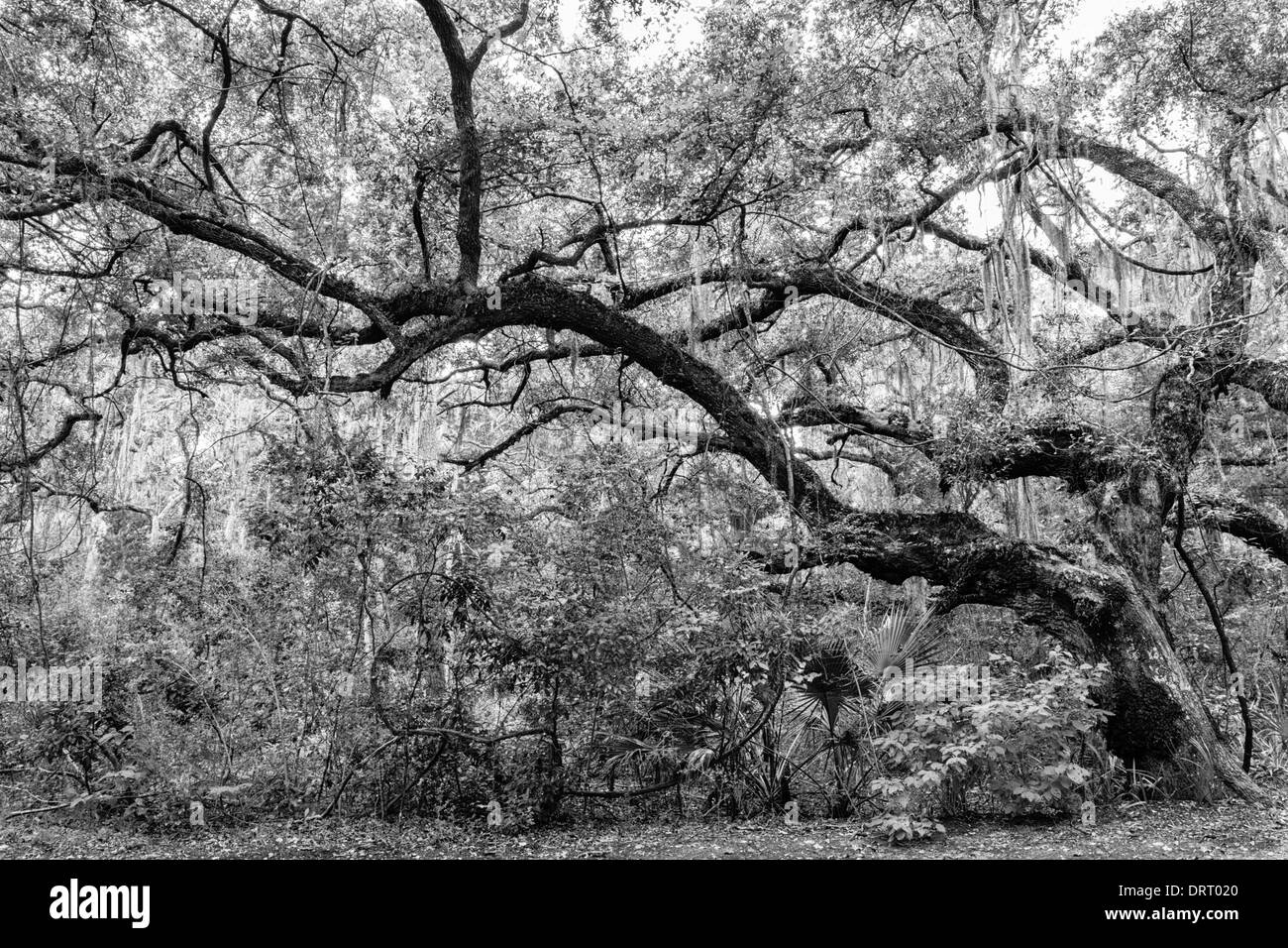 Twisted old Live Oak tree (Quercus virginiana) in Fort Clinch parco statale, Florida convertito in bianco e nero. Foto Stock