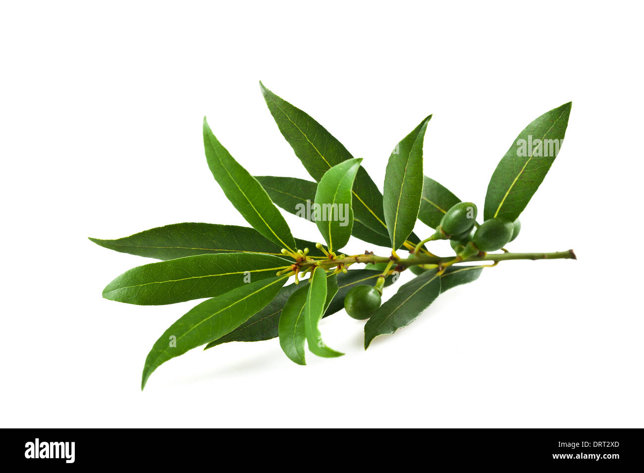Rami di alloro isolato su bianco Foto Stock