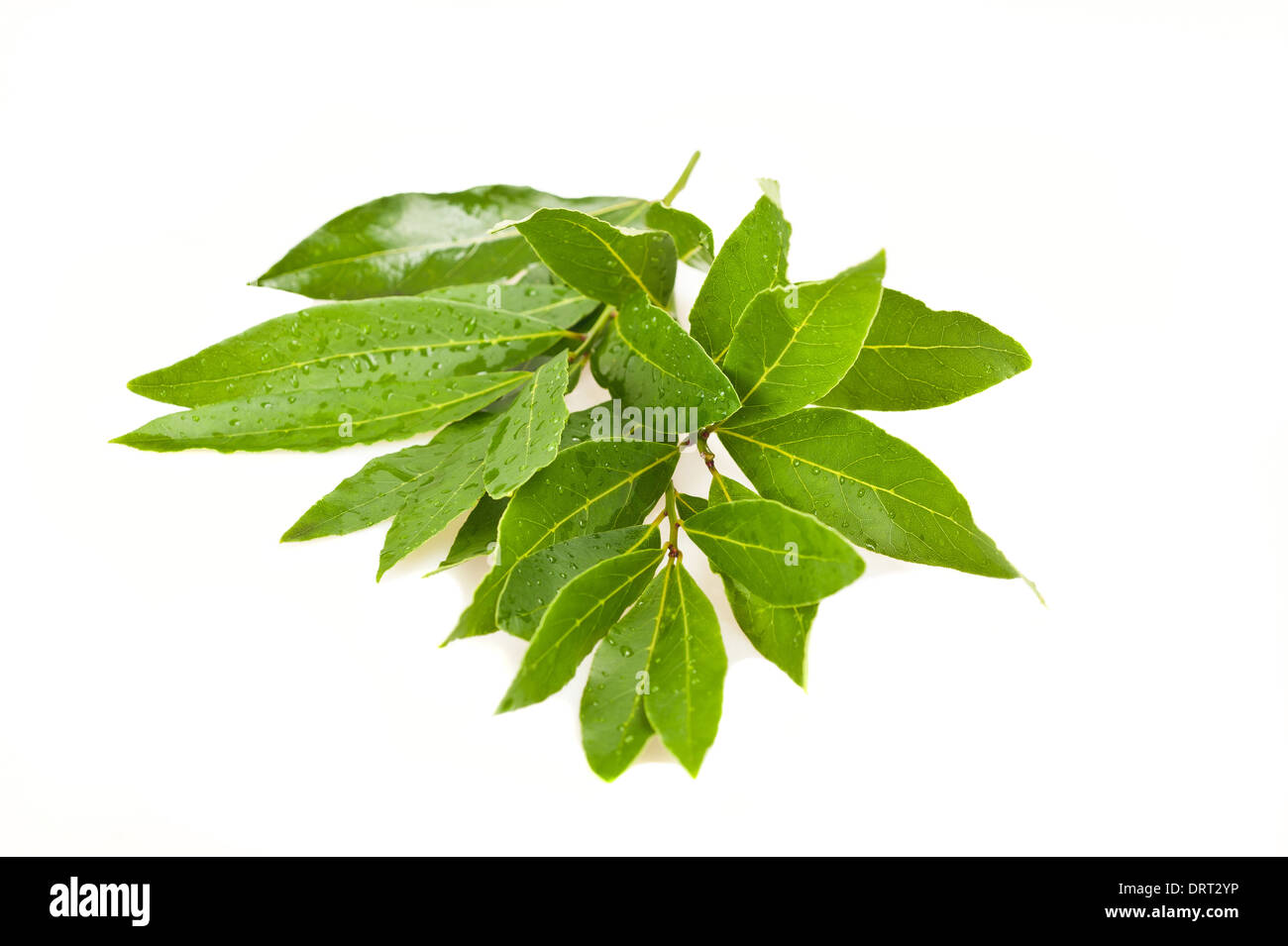 Rami di alloro su sfondo bianco Foto Stock