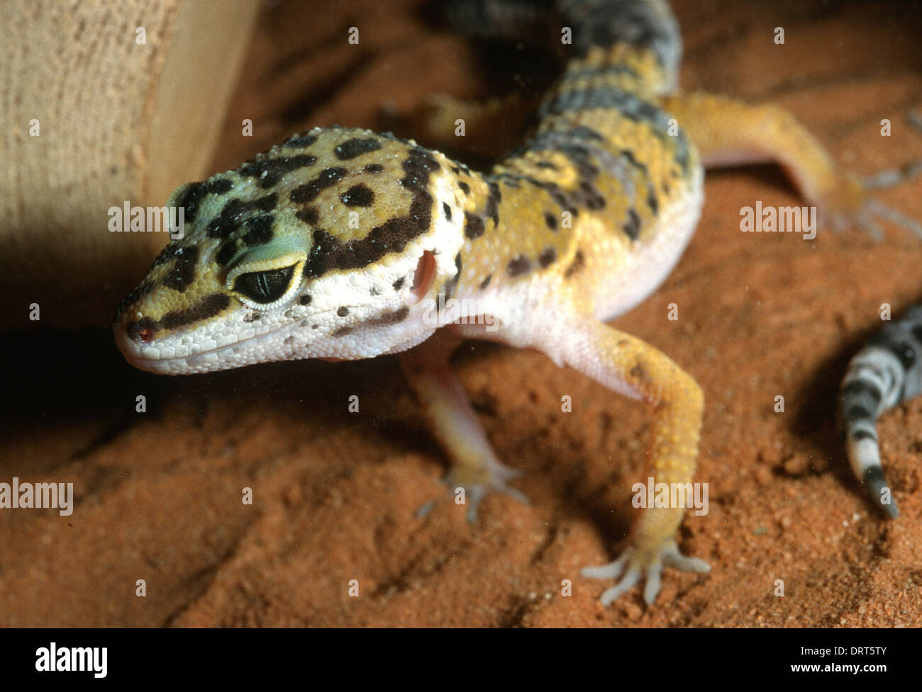 Ciao giallo Leopard Gecko Eublepharis macularius "Hi" Giallo Gekkonidae, Asia del Sud Foto Stock
