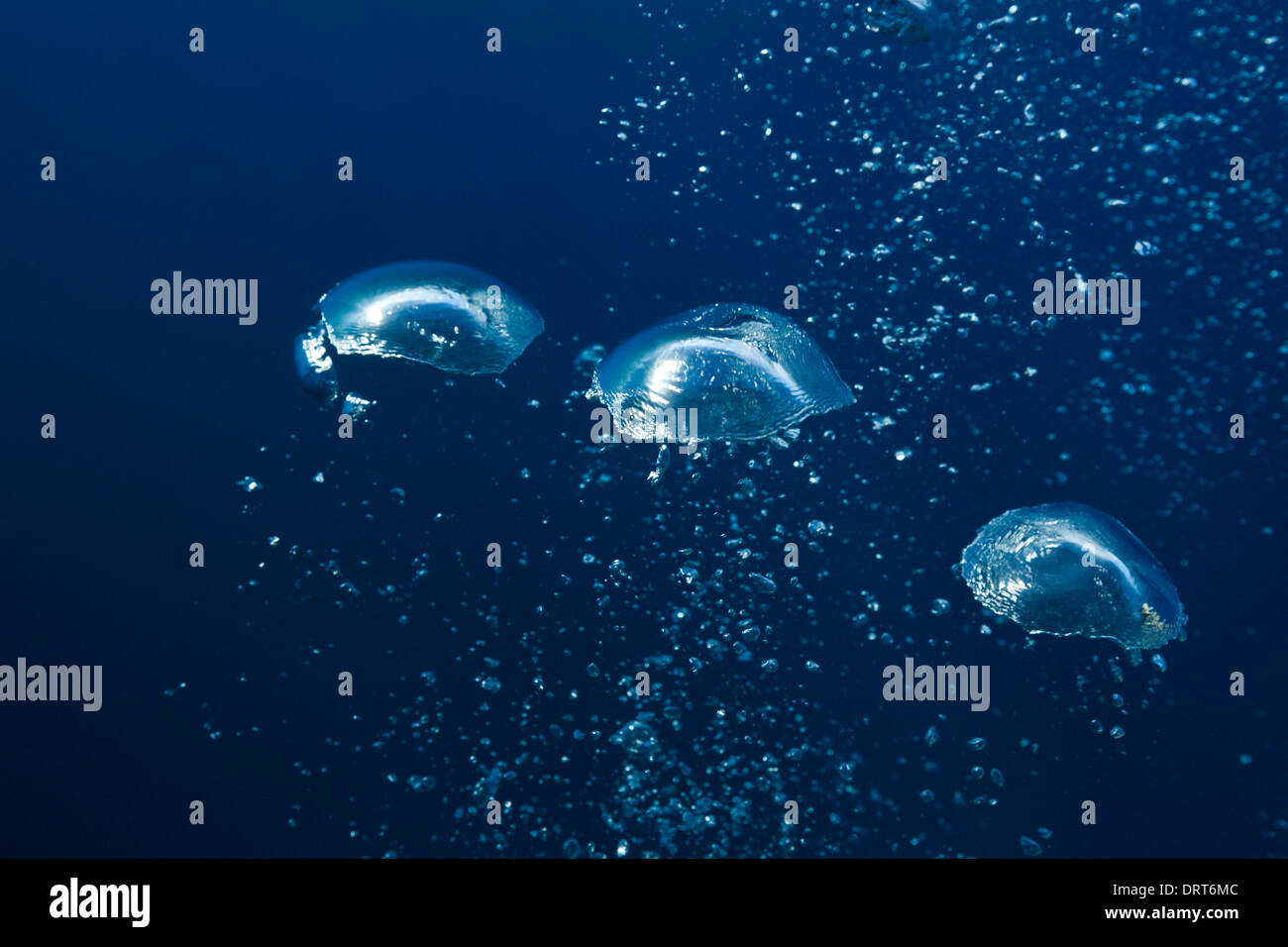Le bolle di aria in oceano, Guadalupe Island, Messico Foto Stock