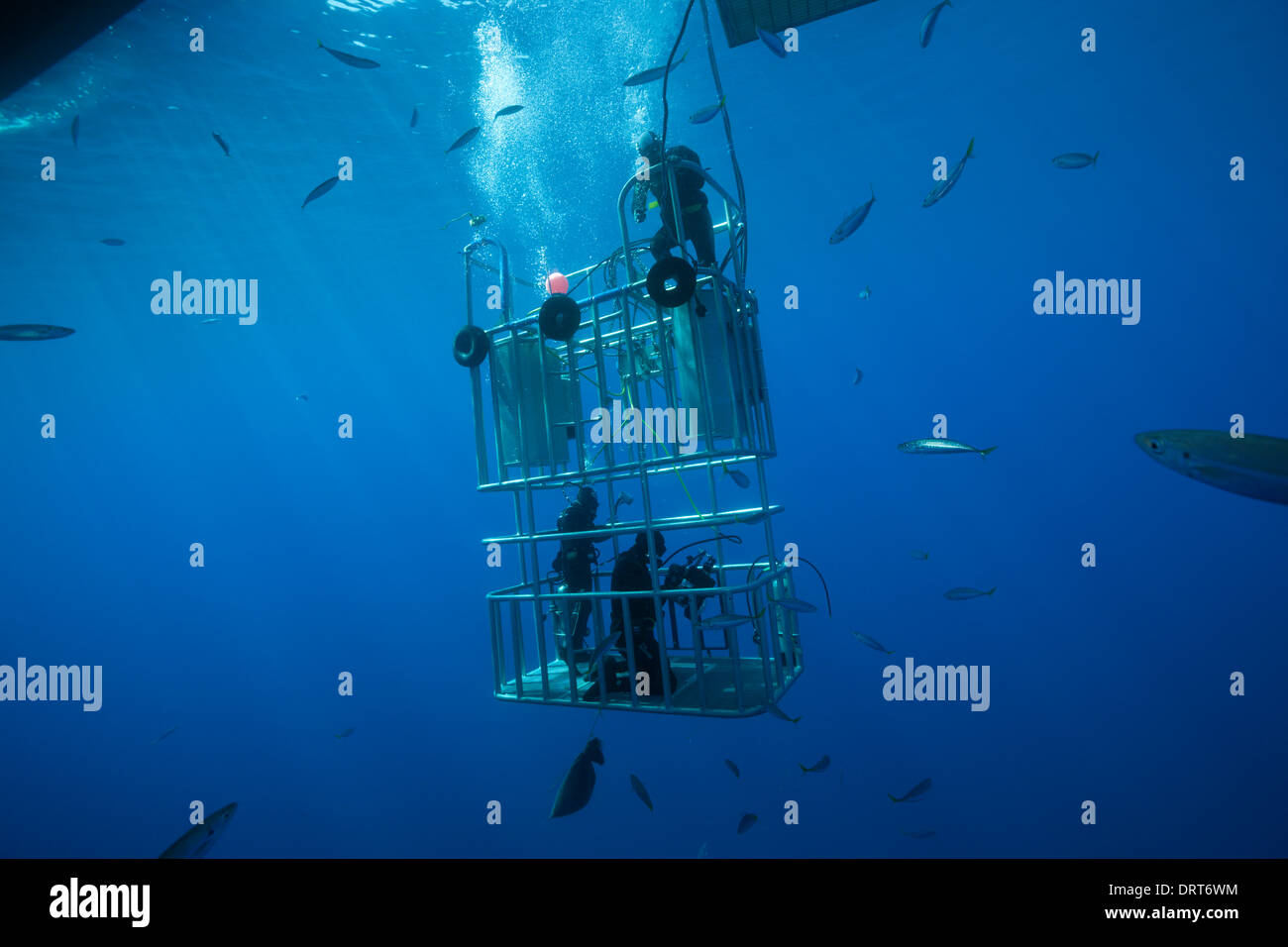 Il grande squalo bianco gabbia, Immersioni Isola di Guadalupe, in Messico Foto Stock