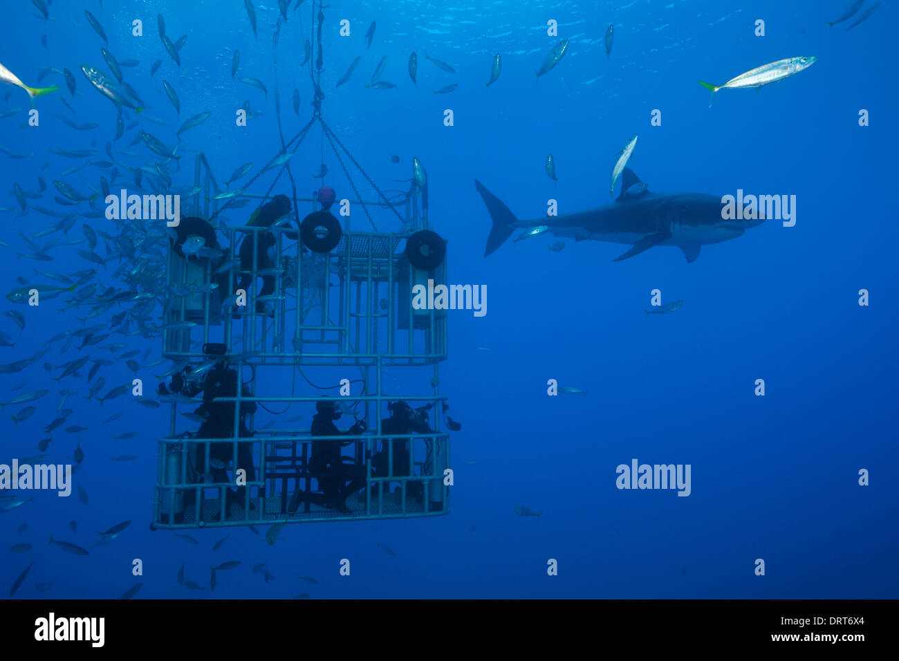 Il grande squalo bianco gabbia immersioni subacquee, Carcharodon carcharias, Isola di Guadalupe, in Messico Foto Stock