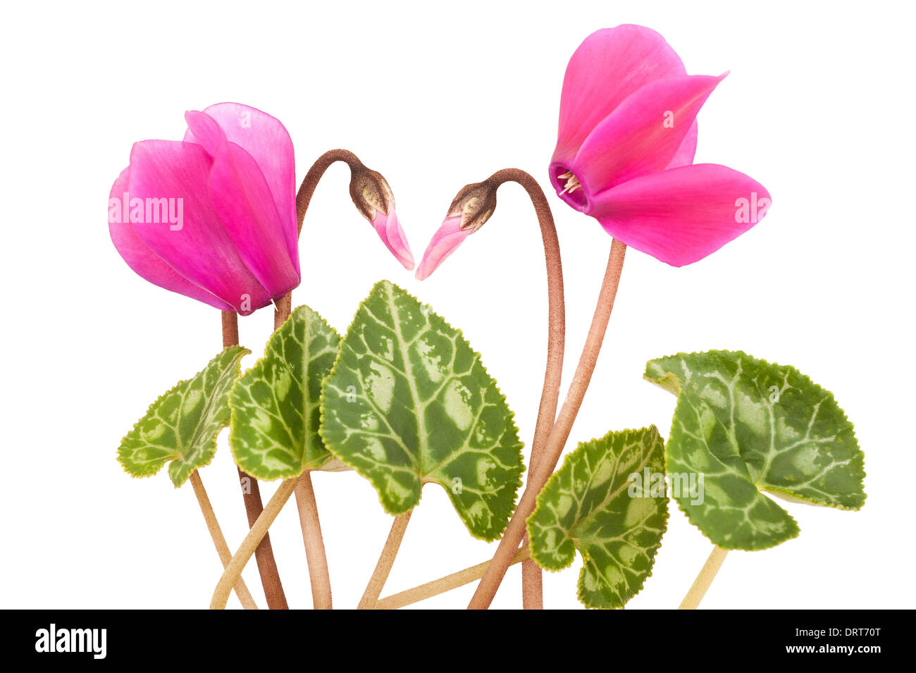 Ciclamino fiori isolati su bianco Foto Stock