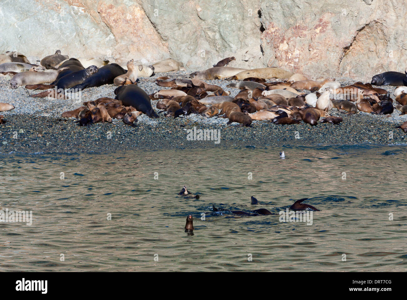 Colonia di leoni marini, pelliccia sigillo e guarnizione di elefante, Cedros Island, Messico Foto Stock