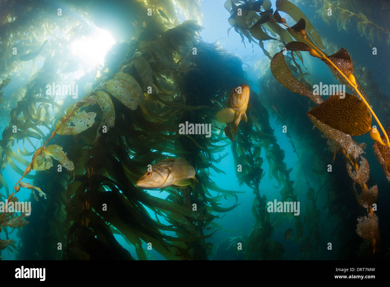 Kelp Bass nella foresta di Kelp, Paralabrax clathratus, San Benito Isola, Messico Foto Stock