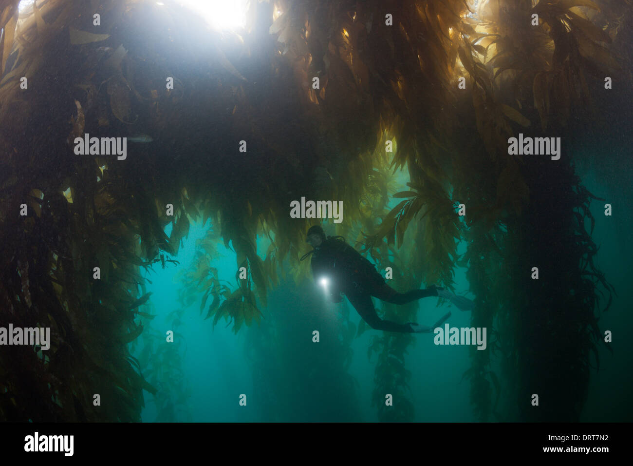Scuba Diving in foresta di Kelp, Macrocystis pyrifera, San Benito Isola, Messico Foto Stock