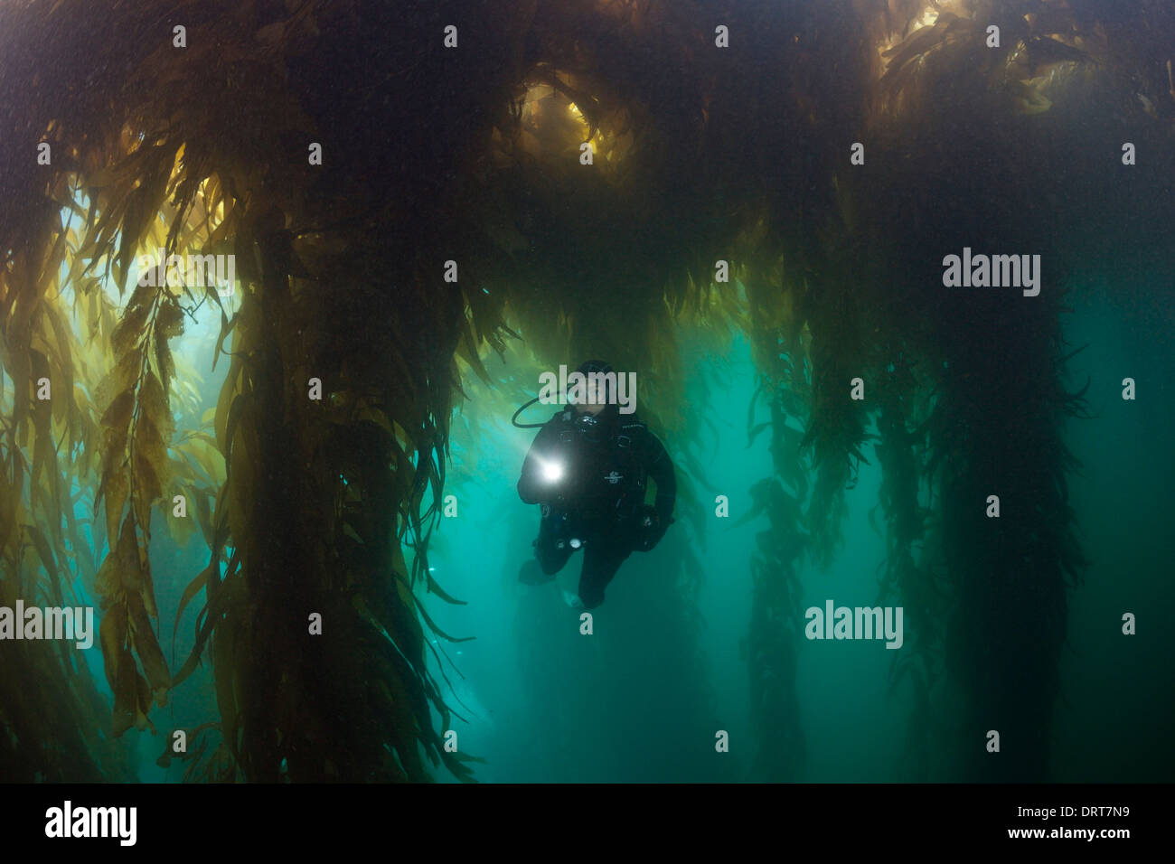 Scuba Diving in foresta di Kelp, Macrocystis pyrifera, San Benito Isola, Messico Foto Stock