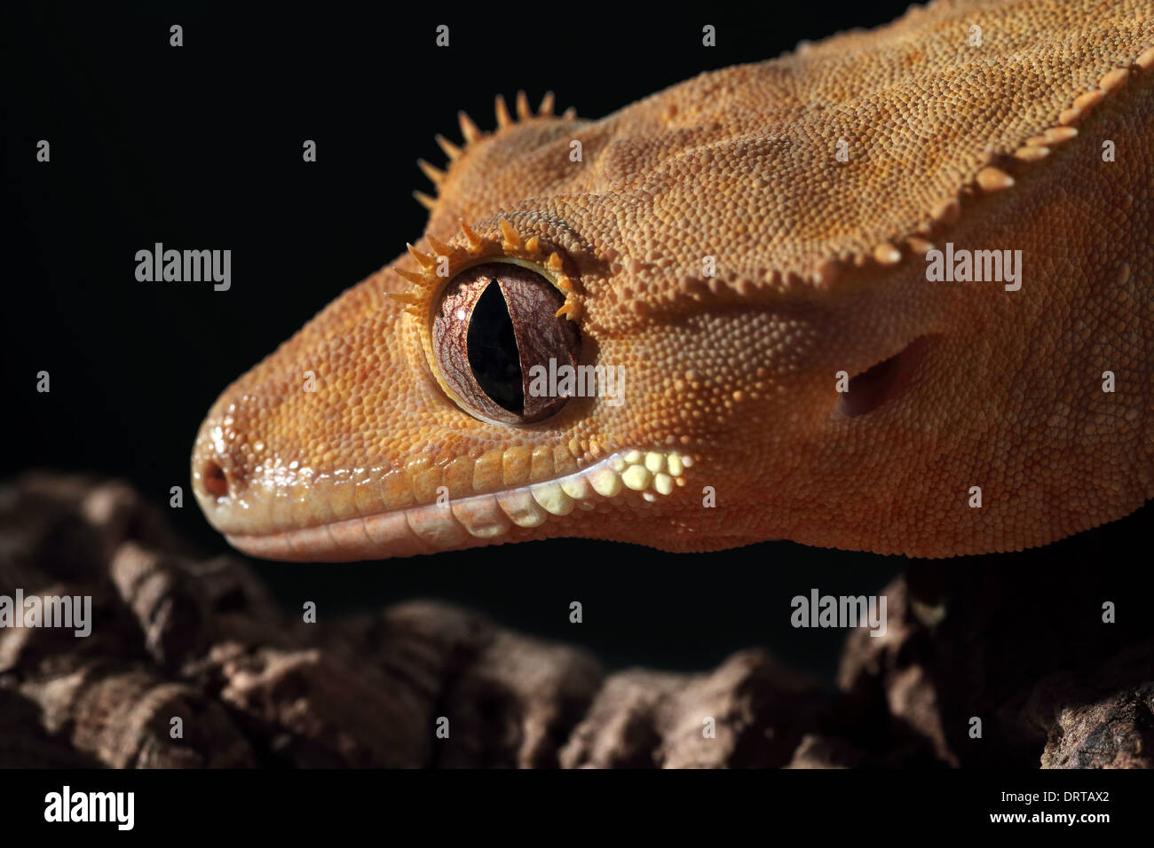 Primo piano di un arancione nuovo Caledonian crested gecko (Rhacodactylus ciliatus) Foto Stock