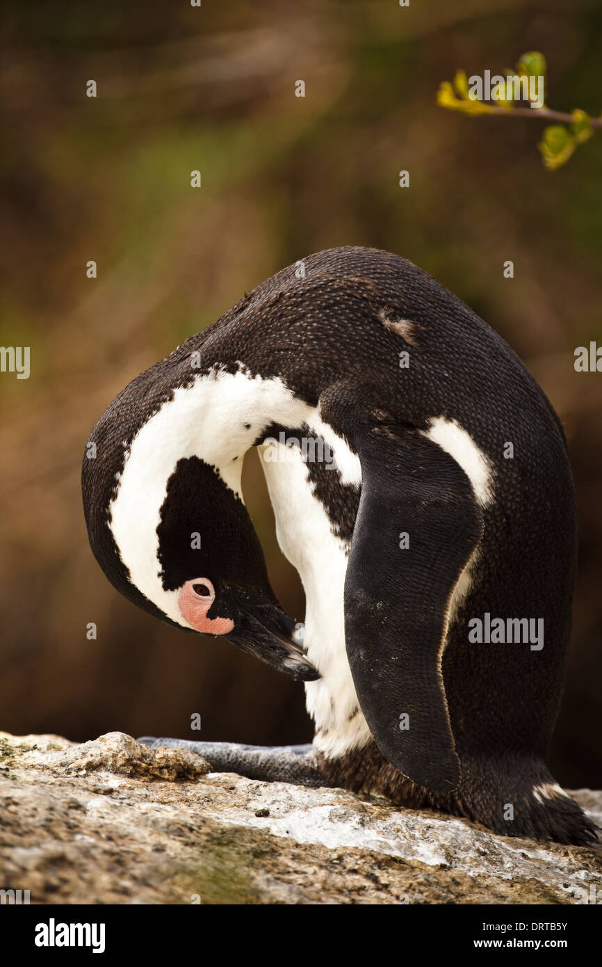 Pinguino africano, Spheniscus demersus, Preening Feathers on Rock Foto Stock