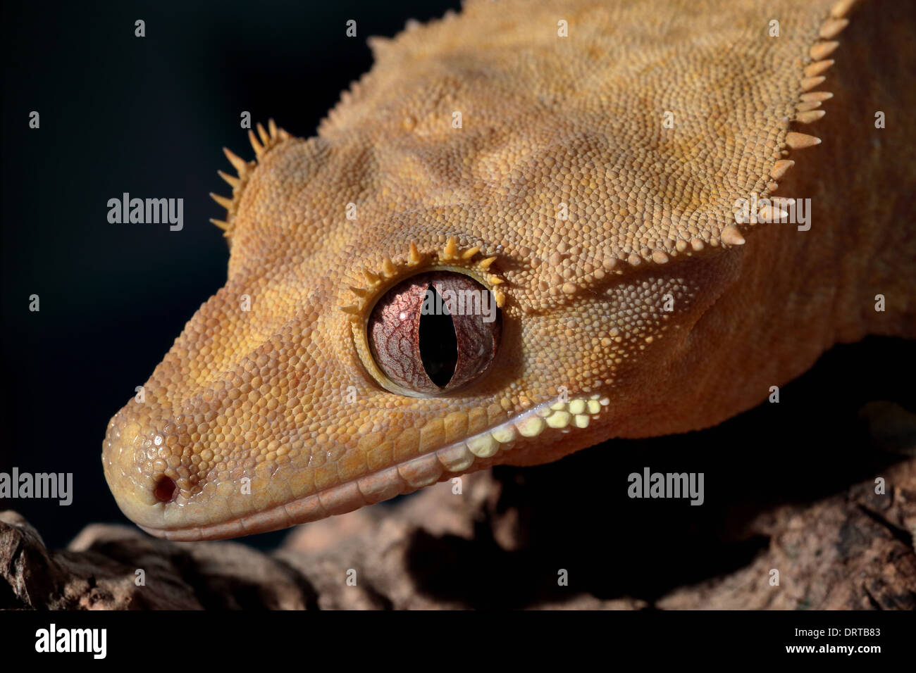 Primo piano di un arancione nuovo Caledonian crested gecko (Rhacodactylus ciliatus) Foto Stock