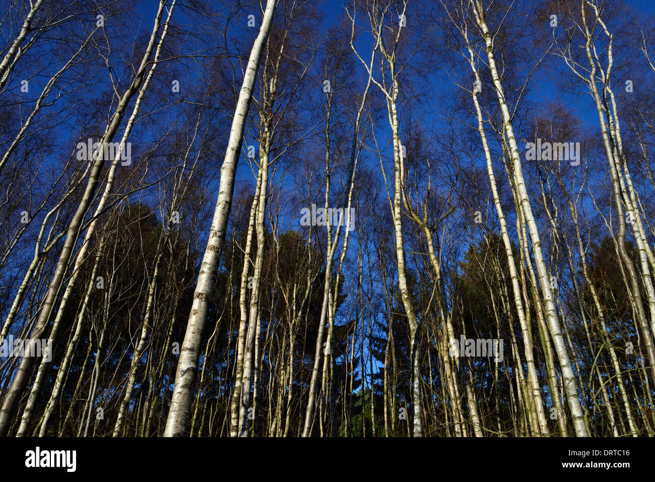 Bedgebury Pinetum nazionale e foresta, Goudhurst, Kent TN17 2SJ, Regno Unito Foto Stock