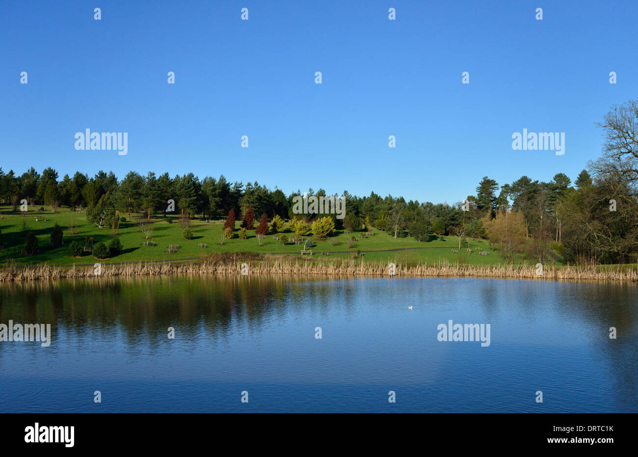 Bedgebury Pinetum nazionale e foresta, Goudhurst, Kent TN17 2SJ, Regno Unito Foto Stock