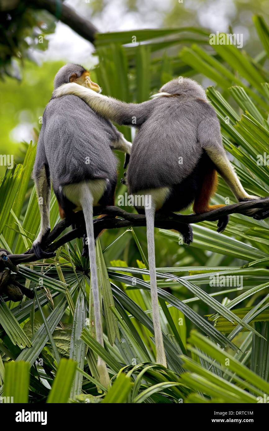 Rosso-shanked Douc Foto Stock