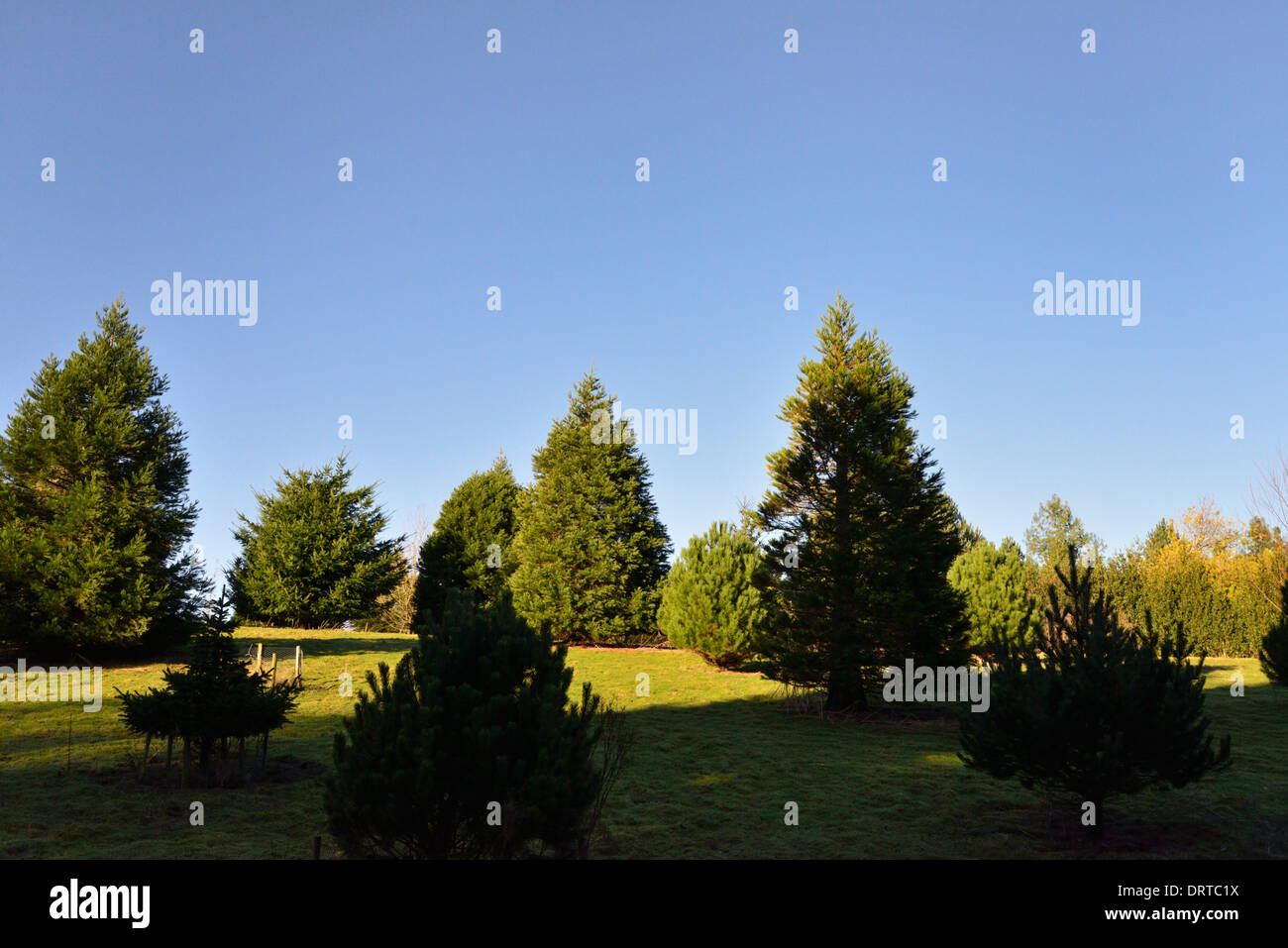 Bedgebury Pinetum nazionale e foresta, Goudhurst, Kent TN17 2SJ, Regno Unito Foto Stock