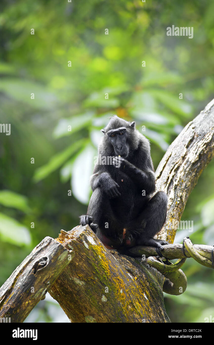 Crested macaco nero Foto Stock