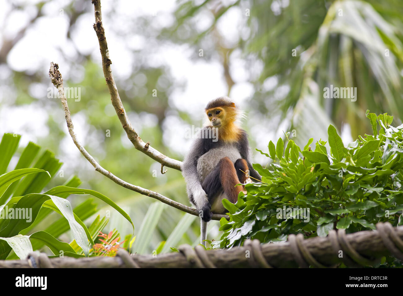 Rosso-shanked Douc Foto Stock