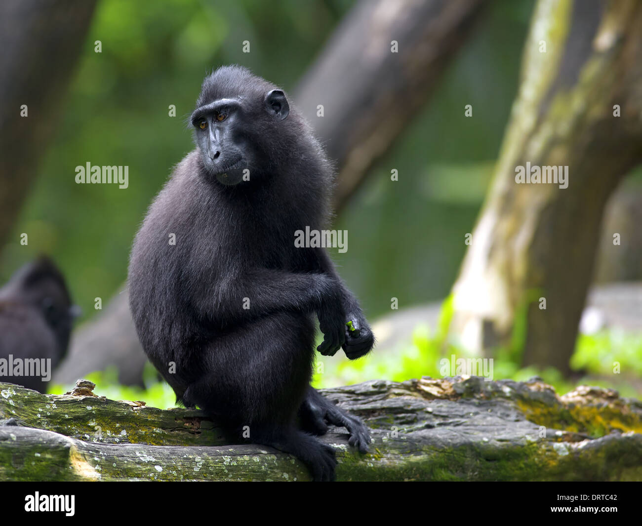 Crested macaco nero Foto Stock