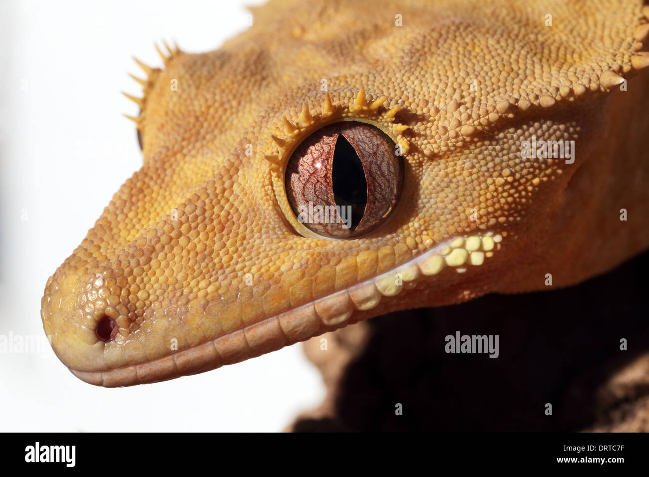 Primo piano di una nuova struttura Caledonian crested gecko (Rhacodactylus ciliatus) su sfondo bianco Foto Stock