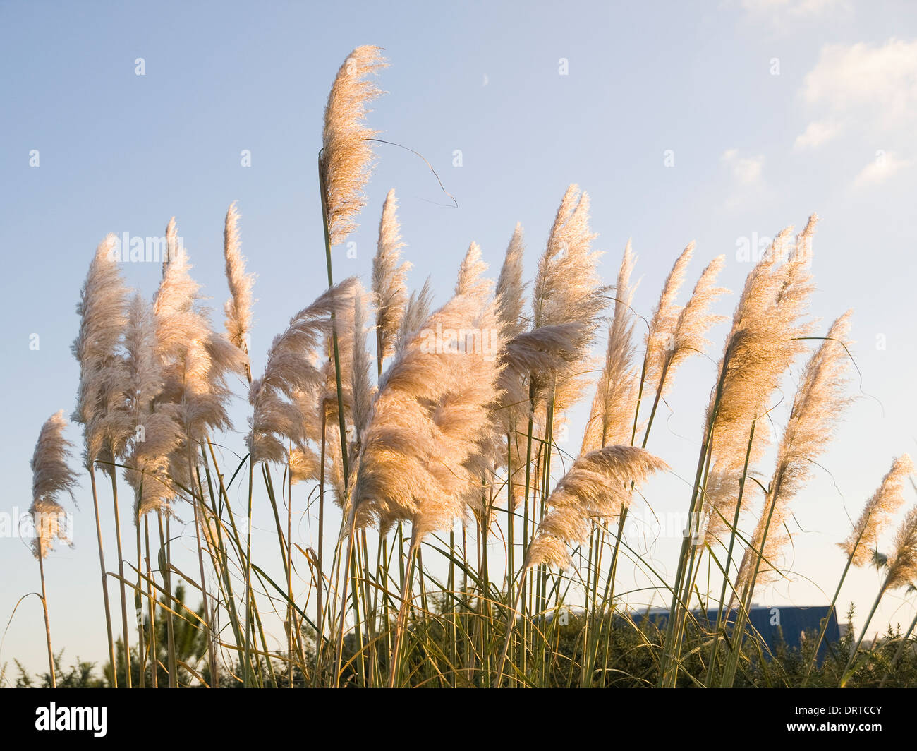 Pampa erba (Cortaderia selloana) nel pomeriggio con la luce solare Foto Stock