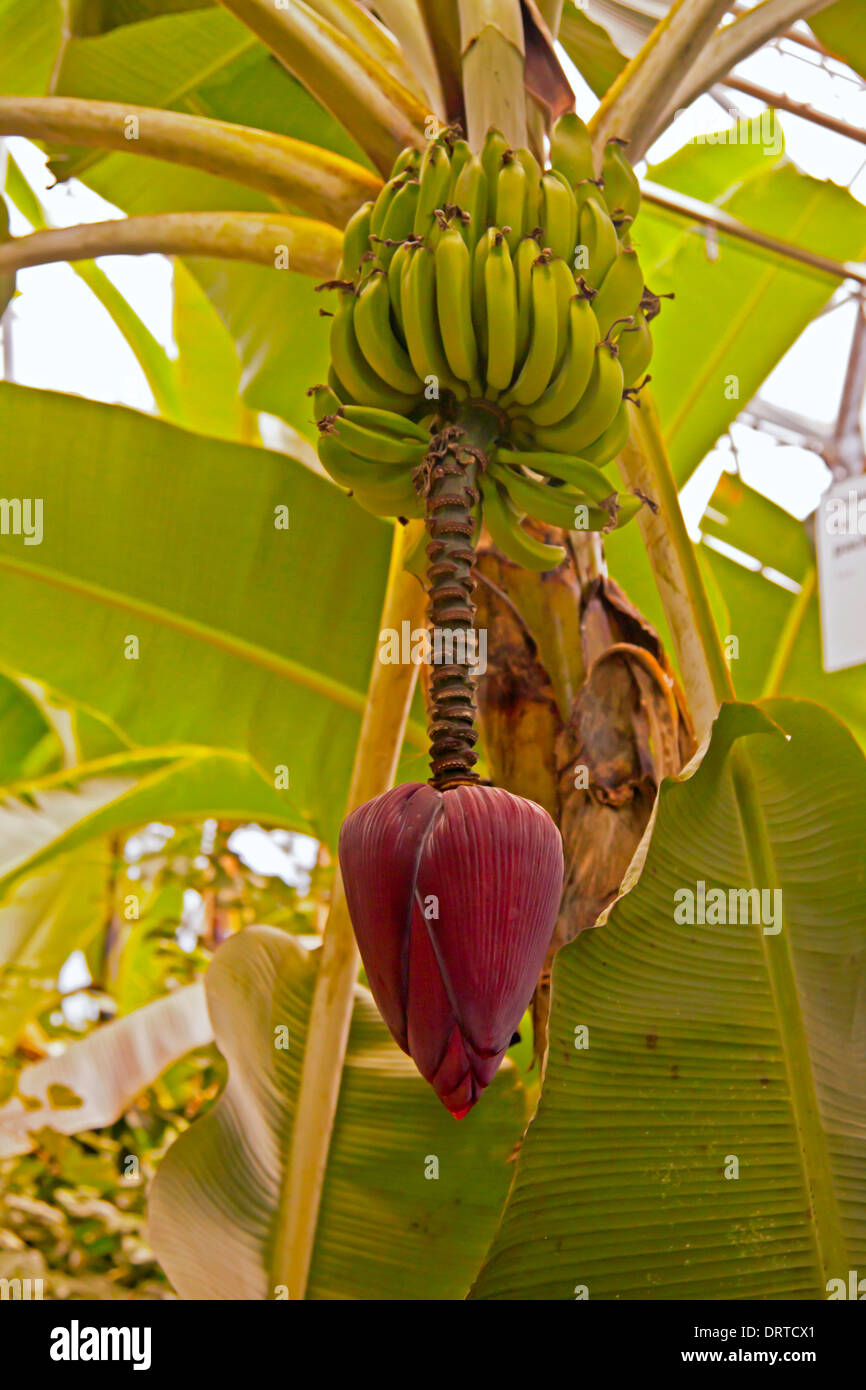 A frutto di alberi di banane all'interno del biome topica dell'Eden Project, St Blazey, Cornwall, Gran Bretagna. Foto Stock