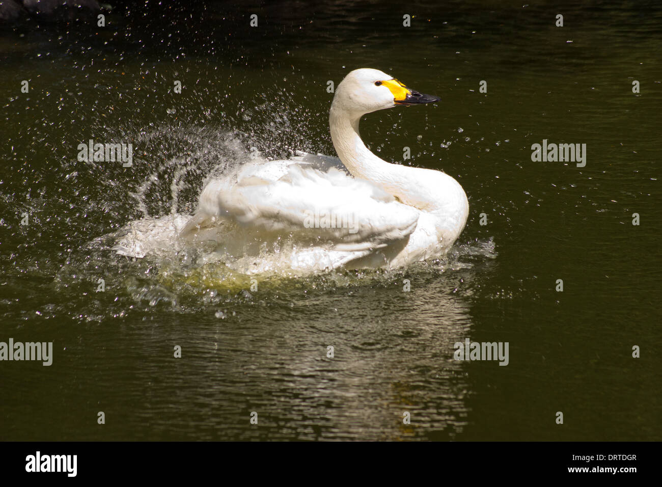 Animale allo zoo di Mosca, Swan bello Foto Stock