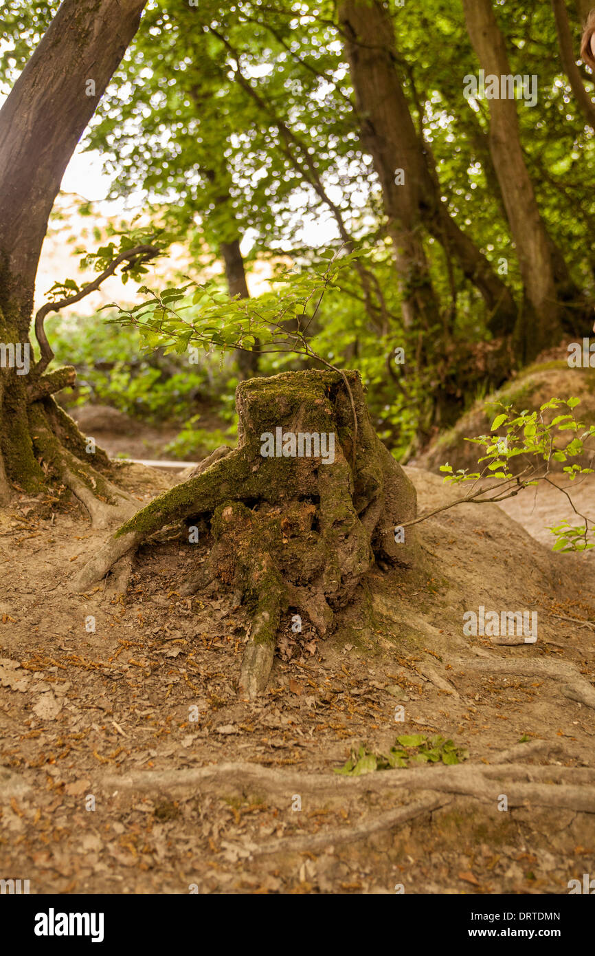 Bosco inglese con vecchio ceppo Foto Stock