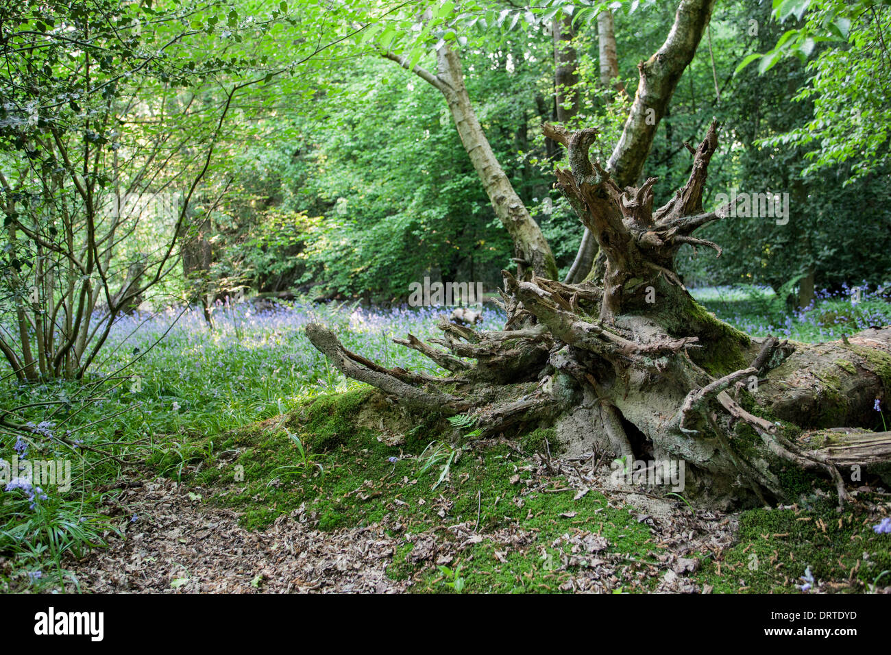 Bosco inglese con radici e bluebells Foto Stock