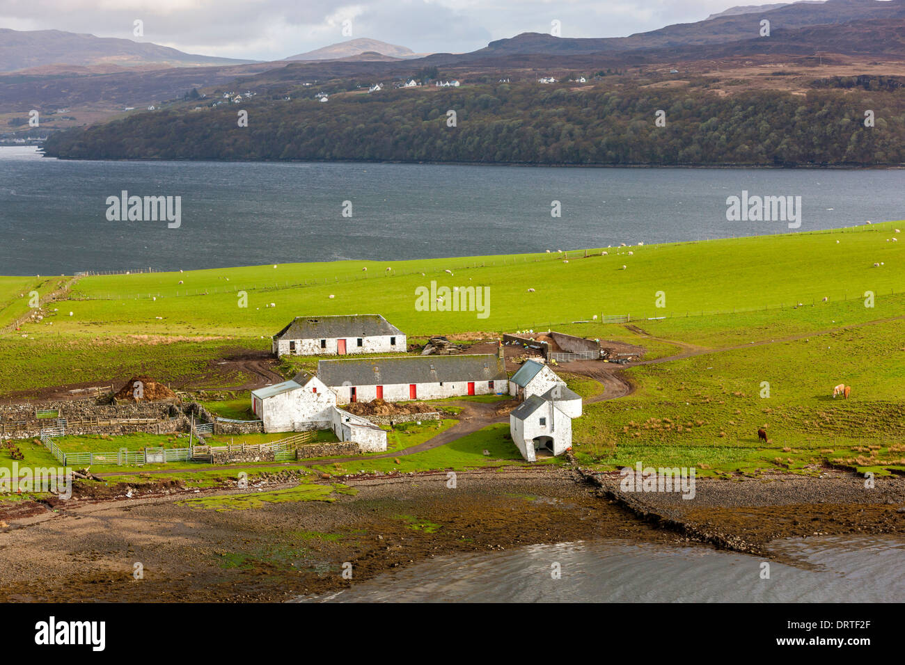 Agriturismi in un campo, Loch Harport, Isola di Skye, Ebridi Interne, Scozia, Regno Unito, Europa. Foto Stock