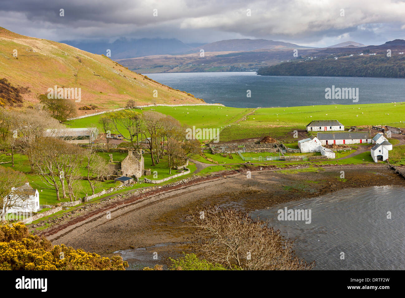Agriturismi in un campo, Loch Harport, Isola di Skye, Ebridi Interne, Scozia, Regno Unito, Europa. Foto Stock