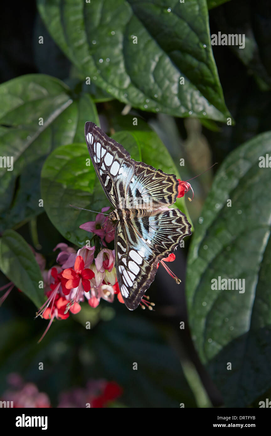 Clipper butterfly Parthenos sylvia dorsale o aprire la vista nymphalid famiglia dal sud e dal Sud Est asiatico Foto Stock